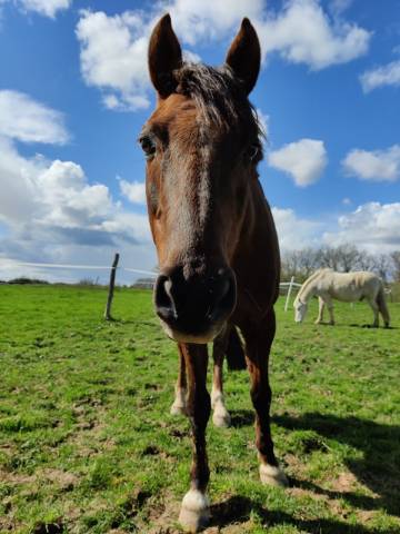 Hongre 15ans alezan brûlé
