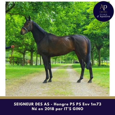 Magnifique hongre env 1m73 pour bonne maison