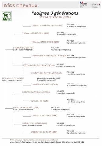 Femelle welsh cob pp de 2025 