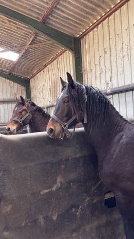 Hongre de 2 ans welsh cob pp