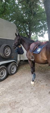 Top jument aqps de 10ans cce/horse ball