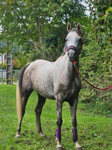 Jument pur-sang arabe 7 ans