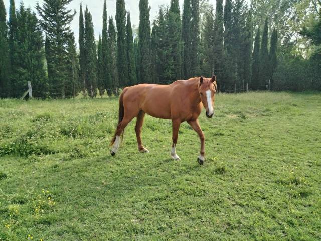 Poulinière 8 ans inlov de boisfeuillet 