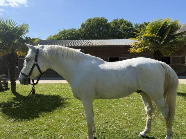 Cheval à vendre 14 ans, gris