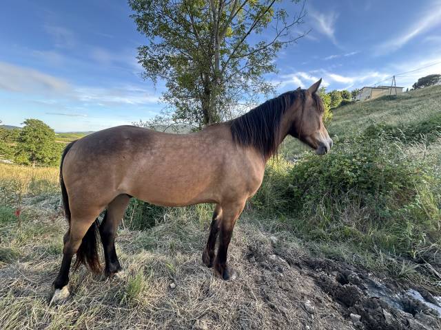Hongre welsh cob pp 