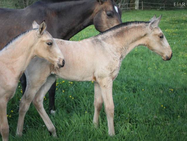 Pur sang lusitanien - pouliche 2026