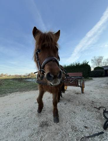 Recherche cavalier(e) pour ma ponette gratuitement 