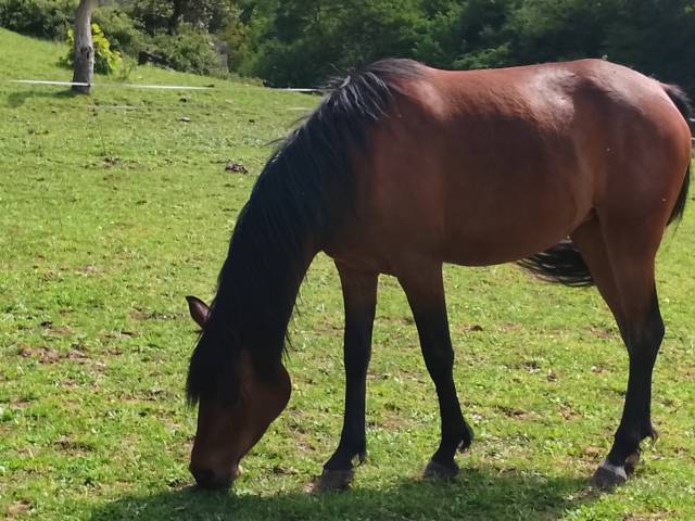 Vends jument de 3 ans pur sang arabe pp