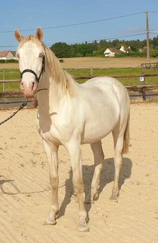 Poulain hongre royal belgium palomino 