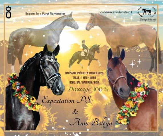Pouliche oldenbourg dressage à vendre