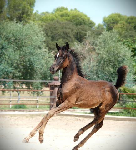 Jeune étalon noir 2025 par avatar at/ wadee al shaqab