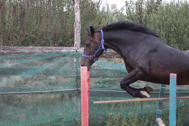 Ponette,5 ans