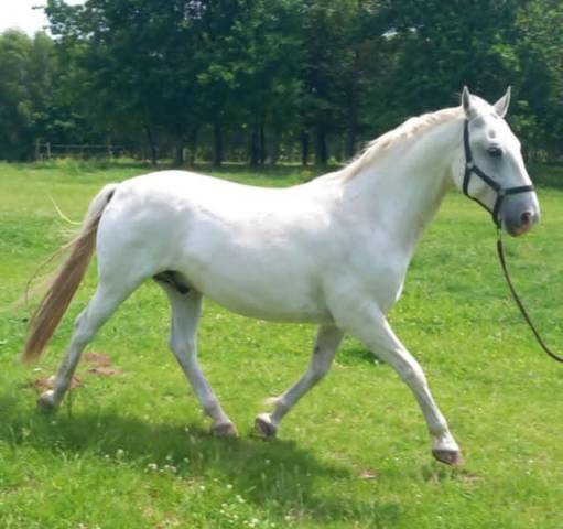 Magnifique hongre magic de 10 ans