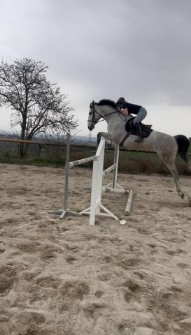 Hongre, 8 ans 