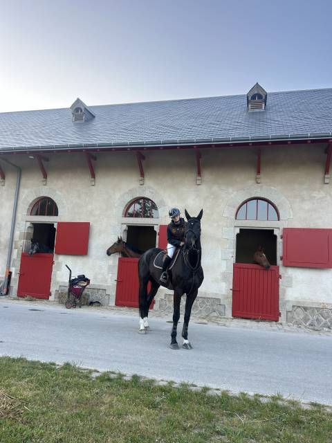 Hongre de 6ans à vendre