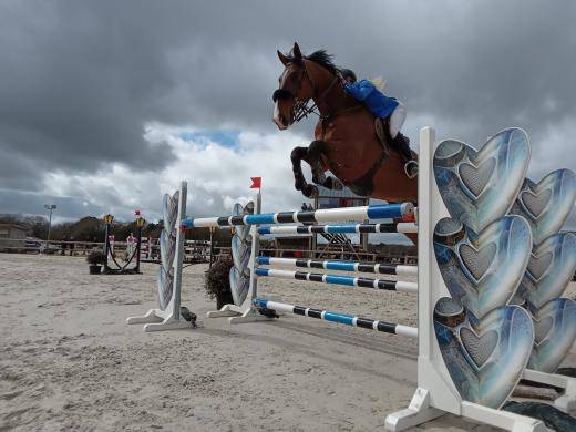 Hongre de 11ans, classement jusqu’en 135