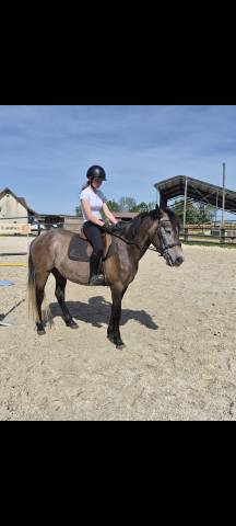 Poney d femelle 4 ans 