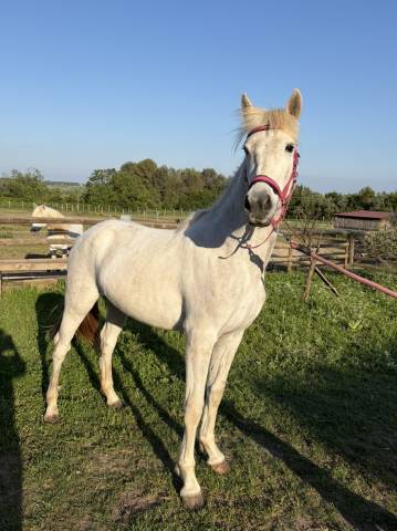 Pouliche pp camargue 2 ans