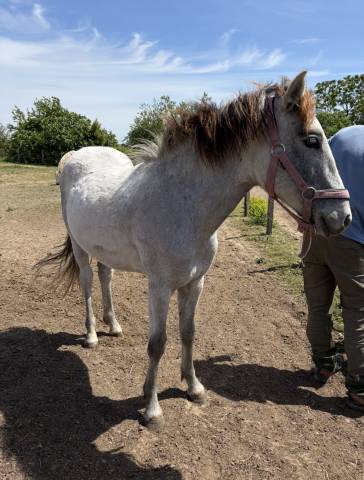 Poulain camargue pp 1 an
