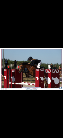 Poney de sport performant 9 ans 1m46