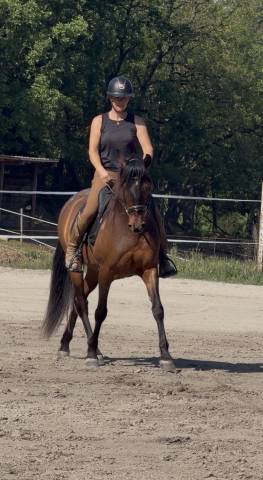 Vends cheval type espagnol 