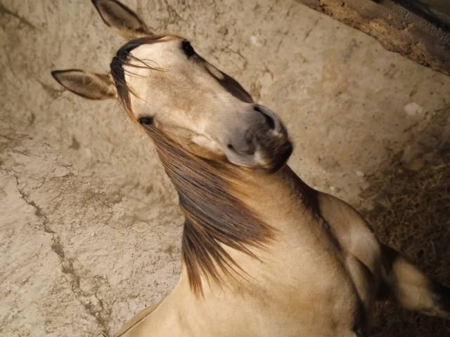 Belle jument quater horse à débourrer 