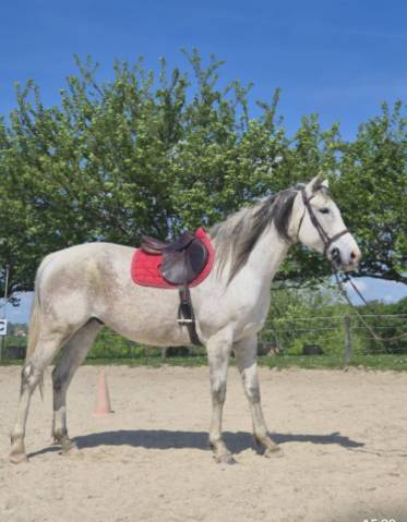 Al basir - cheval à vendre pur-sang gris