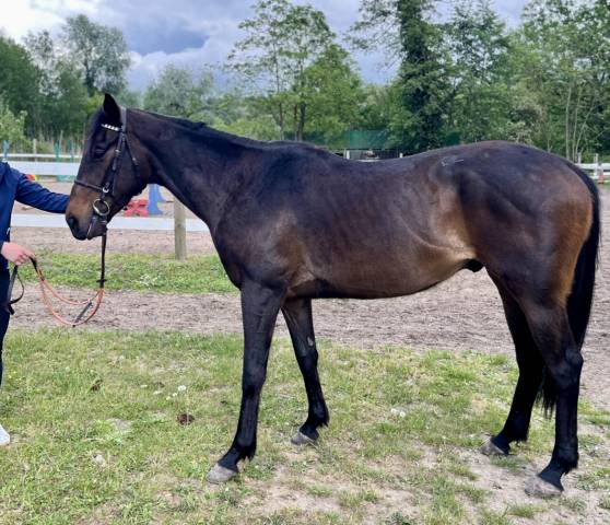 à vendre – pur-sang réformé des courses – 4 ans