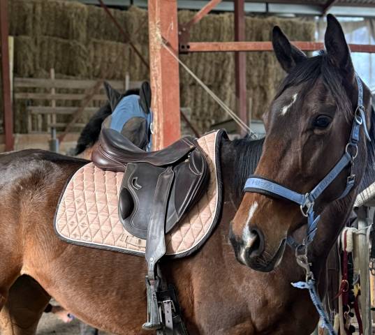 Jument 4 ans