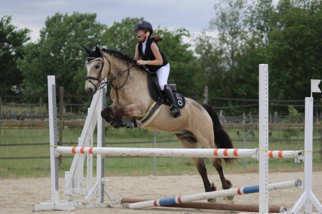 Poney sport connemara 