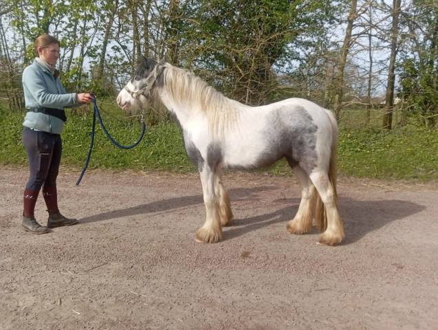Oneïda, pouliche onc type irish cob