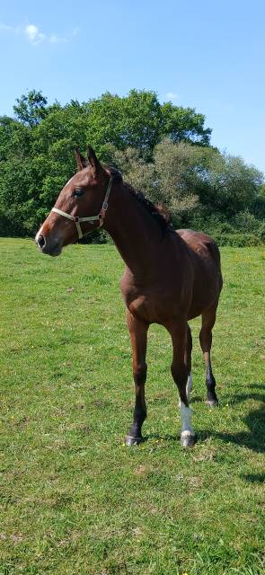 Foal selle français