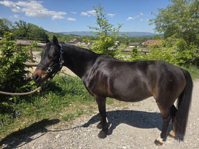 A vendre - cheyenne ponette de 14 ans pour loisirs