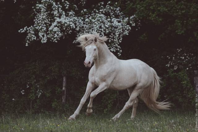 Connemara part bred tobiano isabelle silver