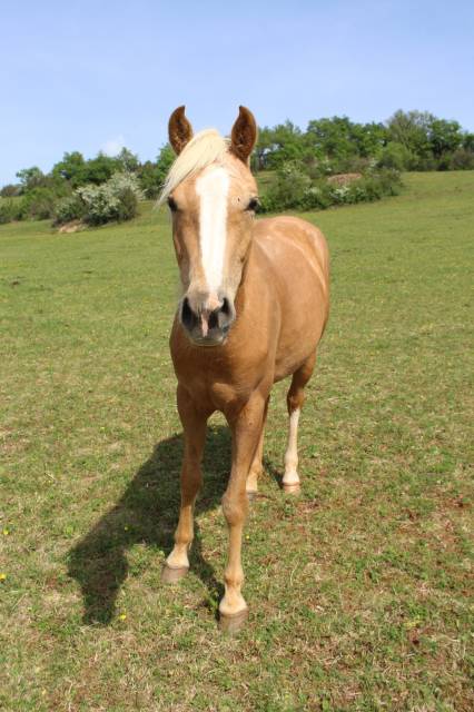 Jument palomino d'extérieur de 2022
