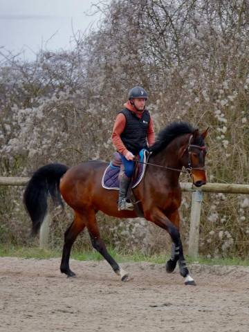 Hongre 5 ans sf pour sport