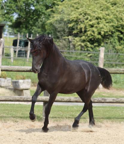 Apollonis blacknight mgc grande pouliche arabo-frison 