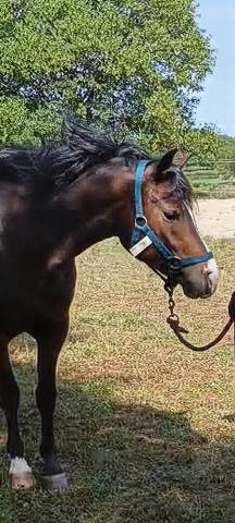 Ponette 2 ans (croisement  new forest)