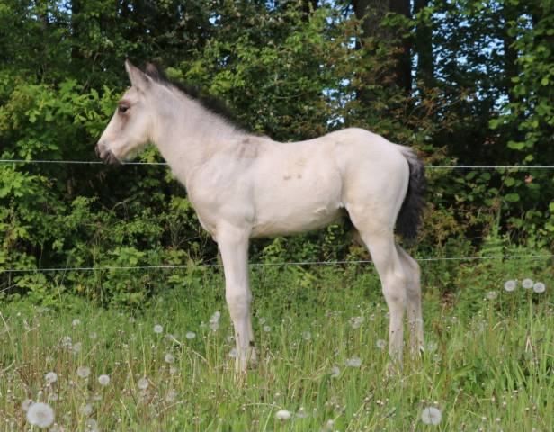 Poulain pre pp
