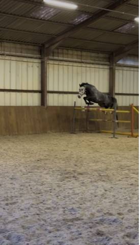 Superbe hongre kwpn 6 ans 