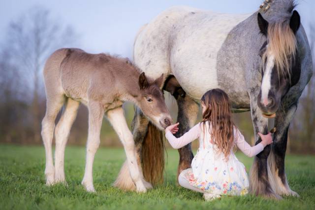 Pouliche pp x arabo frison. bleu roan silver