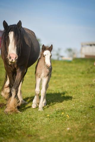 Pouliche irish cob pp smocky black silver
