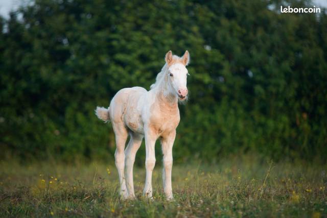 Pouliche irish cob pie palomino oeil bleu de 1an.