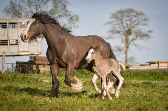 Jument irish cob pp pleine. poulain silver garanti