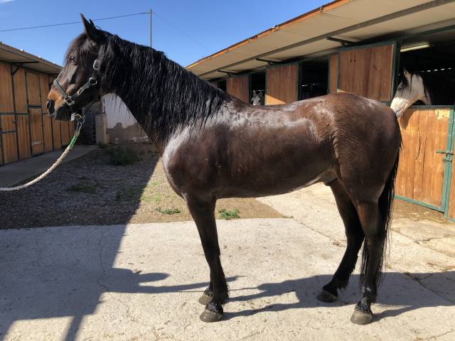 Hongre pre pure race espagnole a vendre 2016 autre couleur par fantástico rb ii