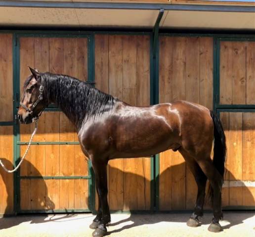 Hongre pre pure race espagnole a vendre 2016 autre couleur par fantástico rb ii