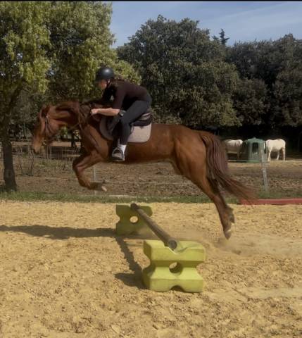 Jument trotteuse 