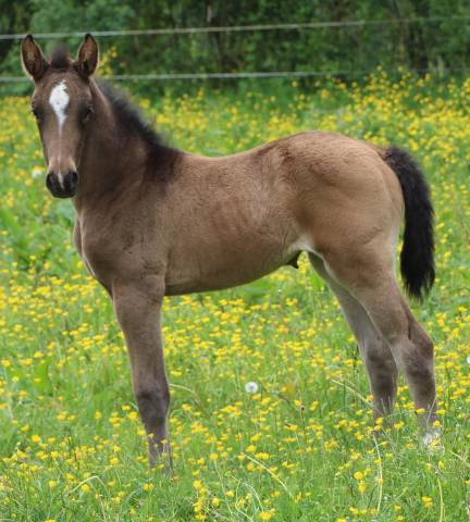 Pouliche sf par papillon de l odyssee
