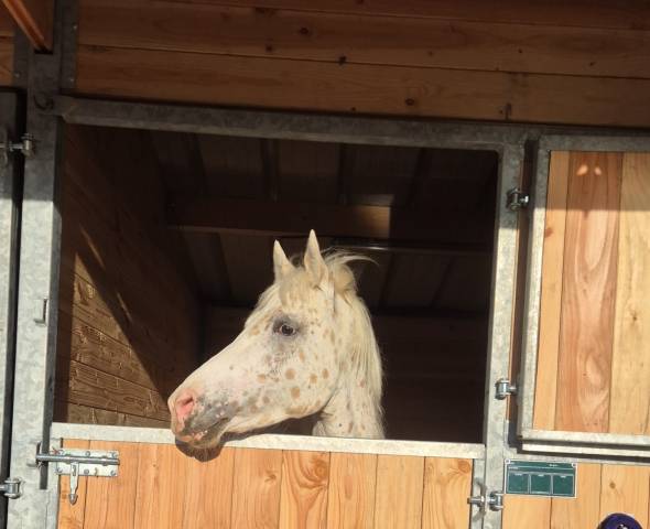 Pension box paddock - ecurie des 4 saisons - 59262
