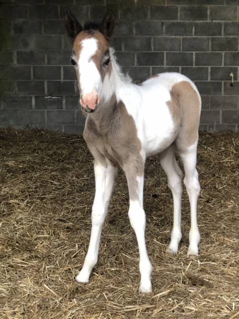 Foal par dragibus du rouget